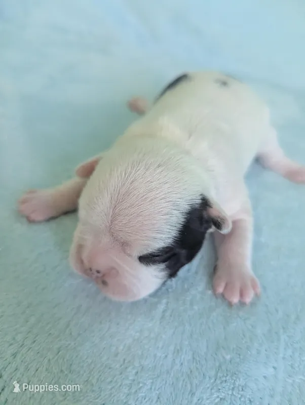 Jimmy  – French Bulldog, Frenchton puppy for sale in Windom, TX