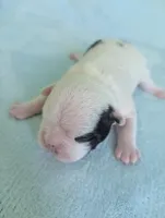 Jimmy , a male French Bulldog and Frenchton for sale in Windom, TX – 1 of 10