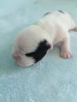 Jimmy , a male French Bulldog and Frenchton for sale in Windom, TX – 2 of 10
