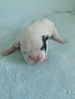 Jimmy , a male French Bulldog and Frenchton for sale in Windom, TX – 4 of 10