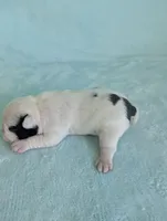 Jimmy , a male French Bulldog and Frenchton for sale in Windom, TX – 6 of 10