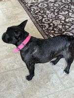 Jimmy , a male French Bulldog and Frenchton for sale in Windom, TX – 9 of 10