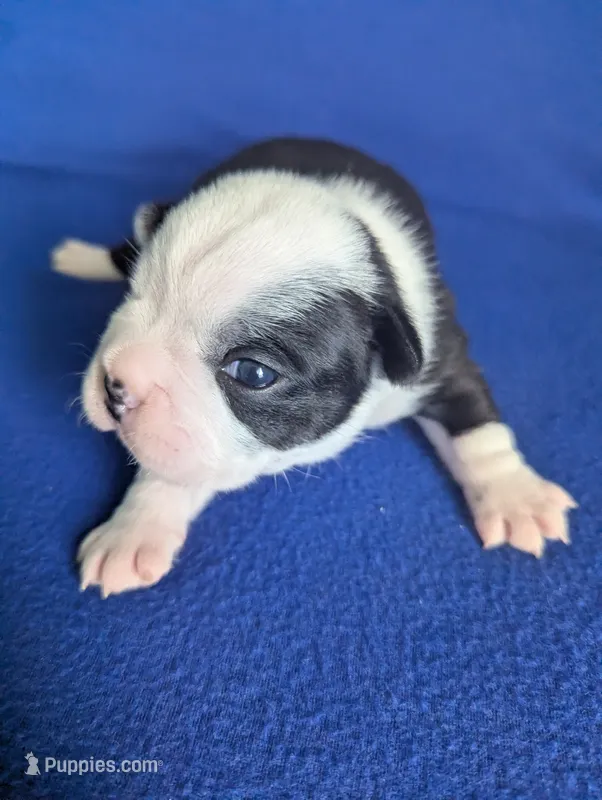 Prince Albert  – Boston Terrier, French Bulldog puppy for sale in Windom, TX