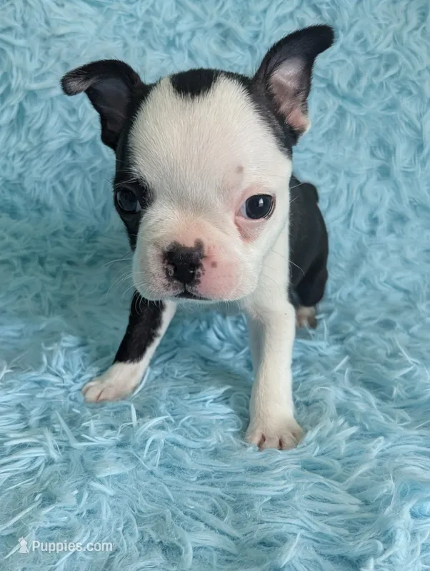 Prince Louis  – Boston Terrier, French Bulldog puppy for sale in Windom, TX