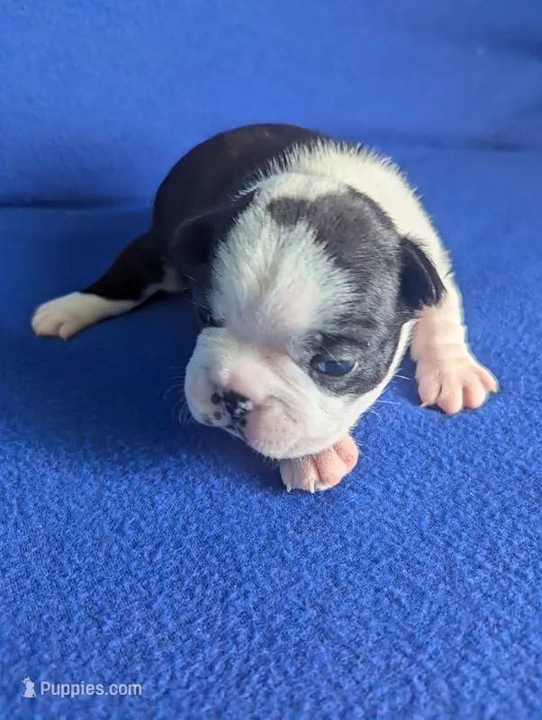 Prince Harry  – Boston Terrier, French Bulldog puppy for sale in Windom, TX