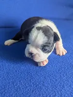 Prince Harry , a male Boston Terrier and French Bulldog for sale in Windom, TX – 1 of 8
