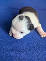 Prince Louis , a male Boston Terrier and French Bulldog for sale in Windom, TX – 8 of 8