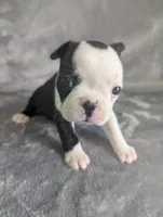 Prince Louis , a male Boston Terrier and French Bulldog for sale in Windom, TX – 2 of 8