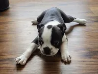 Prince William, a male Boston Terrier and French Bulldog for sale in Windom, TX – 2 of 8