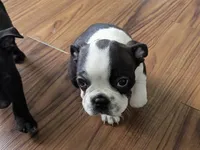 Prince William on Hold, a male Boston Terrier and French Bulldog for sale in Windom, TX – 9 of 10