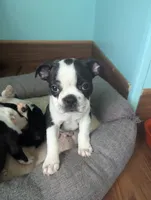 Prince William on Hold, a male Boston Terrier and French Bulldog for sale in Windom, TX – 2 of 10