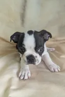 Prince William on Hold, a male Boston Terrier and French Bulldog for sale in Windom, TX – 6 of 10