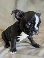 Richie, a male Boston Terrier and French Bulldog for sale in Windom, TX – 7 of 8