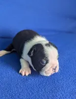 Prince Harry , a male Boston Terrier and French Bulldog for sale in Windom, TX – 2 of 8