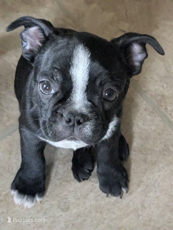 Richie – Boston Terrier, French Bulldog puppy for sale in Windom, TX