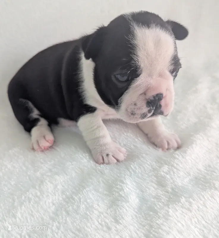 Prince Harry  – Boston Terrier, French Bulldog puppy for sale in Windom, TX