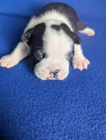 Prince Harry , a male Boston Terrier and French Bulldog for sale in Windom, TX – 5 of 8