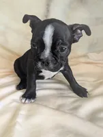 Richie, a male Boston Terrier and French Bulldog for sale in Windom, TX – 6 of 8