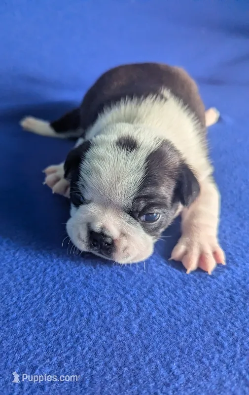 Prince William  – Boston Terrier, French Bulldog puppy for sale in Windom, TX