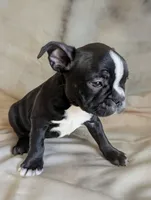 Richie, a male Boston Terrier and French Bulldog for sale in Windom, TX – 2 of 8