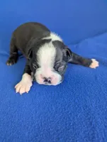 Love Bug, a male Boston Terrier for sale in Windom, TX – Photo 8 of 9