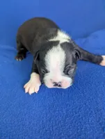 Love Bug, a male Boston Terrier for sale in Windom, TX – Photo 1 of 9