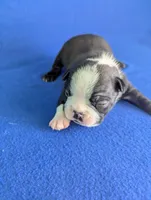 Love Bug, a male Boston Terrier for sale in Windom, TX – Photo 4 of 9