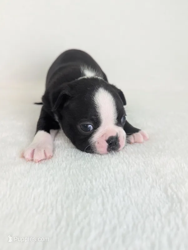 Love Bug – Boston Terrier puppy for sale in Windom, TX