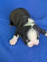 Love Bug, a male Boston Terrier for sale in Windom, TX – Photo 3 of 9