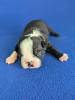 Love Bug, a male Boston Terrier for sale in Windom, TX – Photo 2 of 9