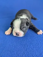 Love Bug, a male Boston Terrier for sale in Windom, TX – Photo 9 of 9