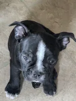 Richie ( On Hold), a male Boston Terrier and French Bulldog for sale in Windom, TX – 2 of 10
