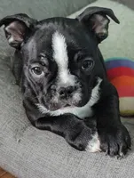 Richie ( On Hold), a male Boston Terrier and French Bulldog for sale in Windom, TX – 7 of 10