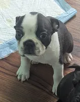 Prince William on Hold, a male Boston Terrier and French Bulldog for sale in Windom, TX – 3 of 10