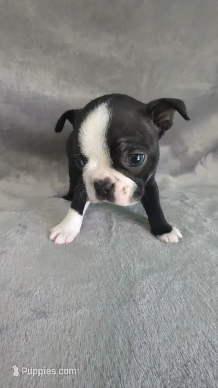 Heart Throb – Boston Terrier puppy for sale in Windom, TX
