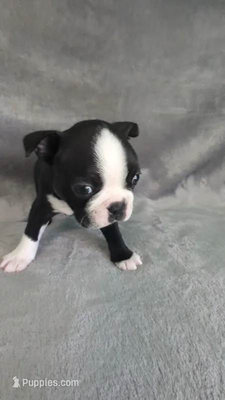Heart Throb – Boston Terrier puppy for sale in Windom, TX