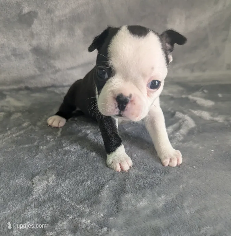 Prince Louis  – Boston Terrier, French Bulldog puppy for sale in Windom, TX