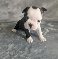 Prince Louis , a male Boston Terrier and French Bulldog for sale in Windom, TX – 1 of 8