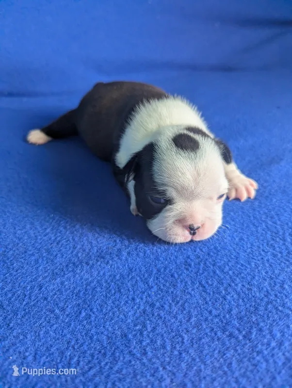 Prince Louis  – Boston Terrier, French Bulldog puppy for sale in Windom, TX