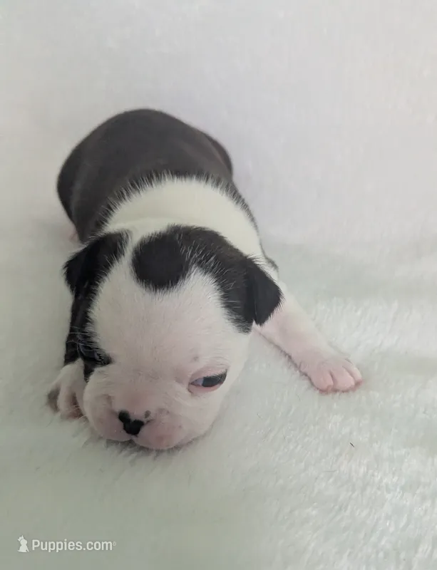 Prince Louis  – Boston Terrier, French Bulldog puppy for sale in Windom, TX