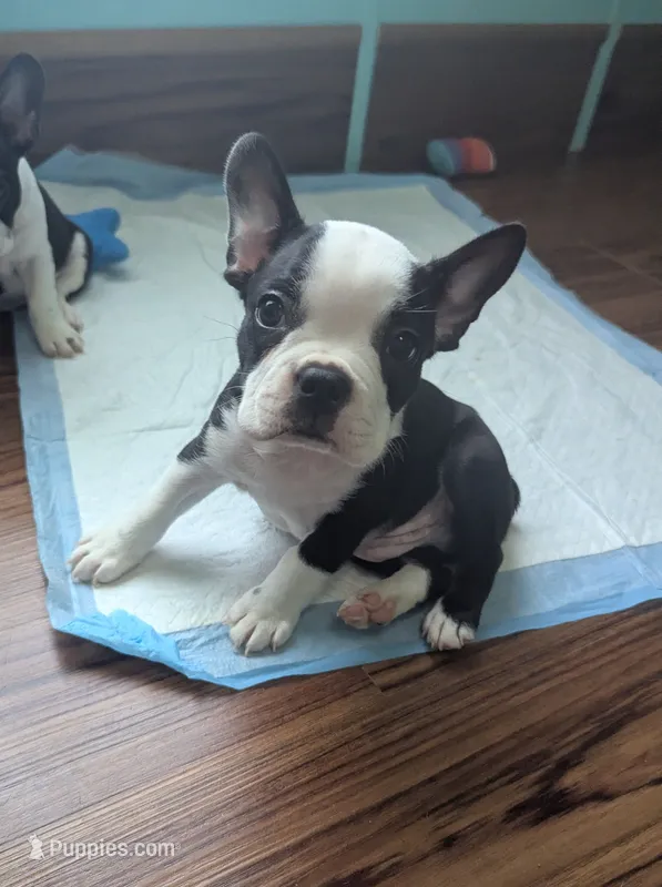 Prince Albert – Boston Terrier, French Bulldog puppy for sale in Windom, TX