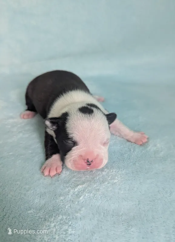 Prince Louis – Boston Terrier, French Bulldog puppy for sale in Windom, TX