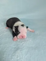 Prince Louis, a male Boston Terrier and French Bulldog for sale in Windom, TX – 7 of 8