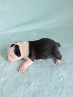 Prince Louis, a male Boston Terrier and French Bulldog for sale in Windom, TX – 8 of 8