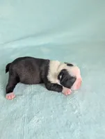 Prince Louis, a male Boston Terrier and French Bulldog for sale in Windom, TX – 6 of 8