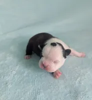 Prince Louis, a male Boston Terrier and French Bulldog for sale in Windom, TX – 2 of 8