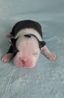 Prince Louis, a male Boston Terrier and French Bulldog for sale in Windom, TX – 3 of 8