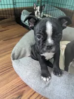 Richie, a male Boston Terrier and French Bulldog for sale in Windom, TX – 3 of 8