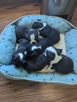 Lover Boy, a male Boston Terrier for sale in Windom, TX – Photo 6 of 6