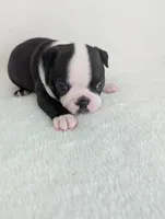 Lover Boy, a male Boston Terrier for sale in Windom, TX – Photo 3 of 6